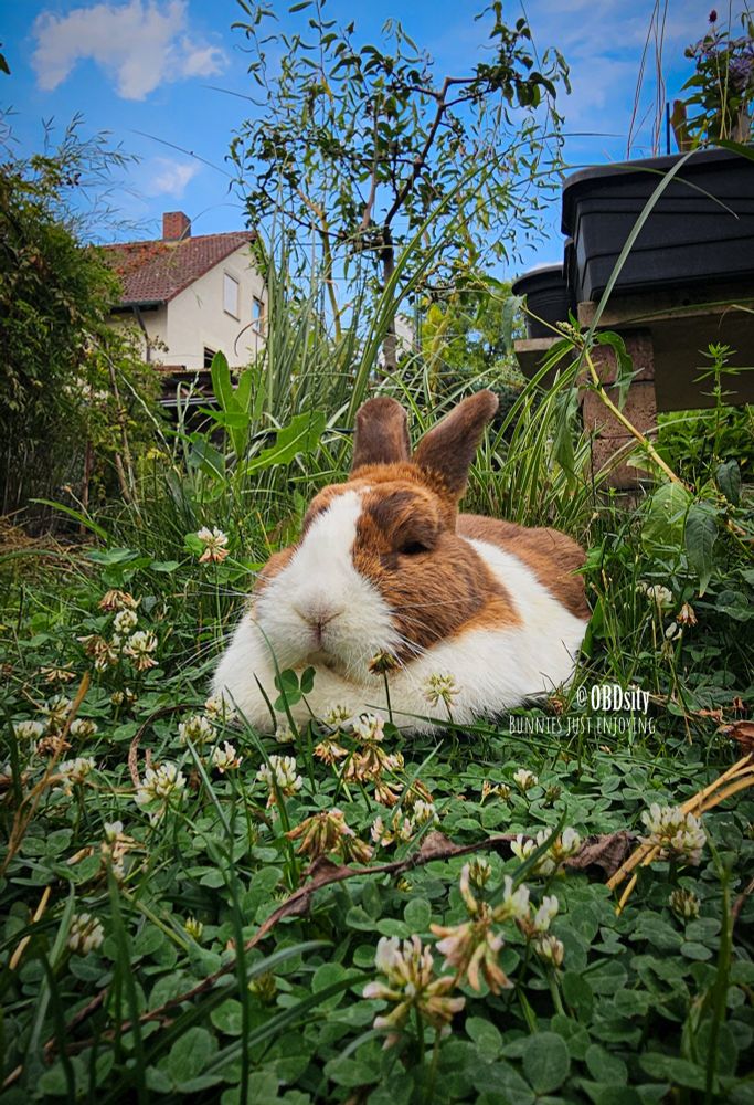 A relaxed brown and white rabbit is lounging contentedly on a bed of clover and wildflowers in a lush garden. The bunny’s eyes are nearly closed, basking in peaceful serenity. Tall grasses and plants surround the rabbit, and in the background, a house and a bright blue sky with scattered clouds complete the tranquil scene. The image has text reading “@OBDsity – BUNNIES JUST ENJOYING,” perfectly capturing the mood of calm contentment.