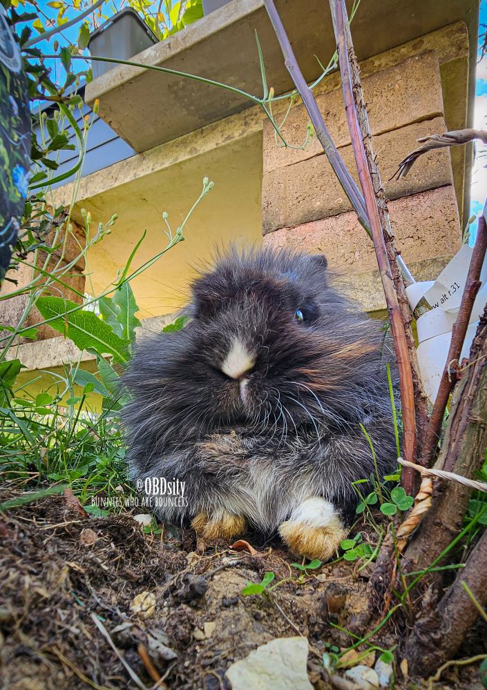 A fluffy black-and-white bunny with a fierce expression sits nestled in the garden soil, looking like a tiny but formidable guardian of the yard. Its thick fur flares out dramatically around its face like a lion’s mane, and it has one visible white paw resting assertively on the ground. The bunny’s intense gaze and posture exude authority. In the background, stone and brick structures tower above, adding to the “guard post” feel. The caption reads: “@OBDsity — BUNNIES WHO ARE BOUNCERS,” humorously matching the bunny’s tough and unbothered demeanor.
