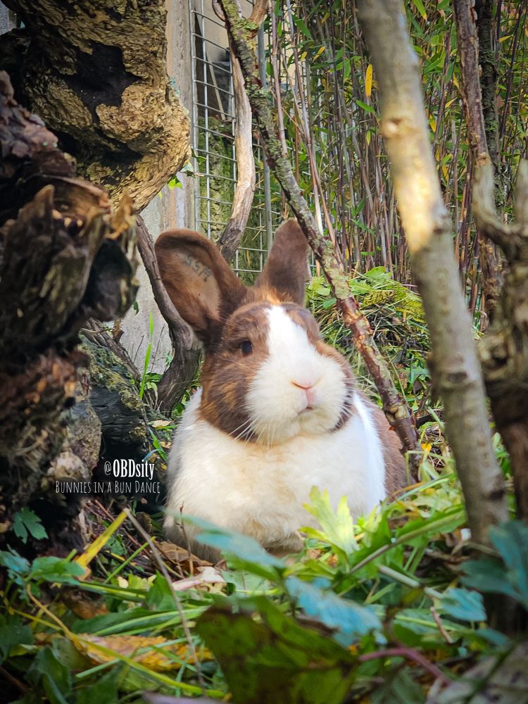 A brown and white bunny in a garden, illuminated by soft sun light