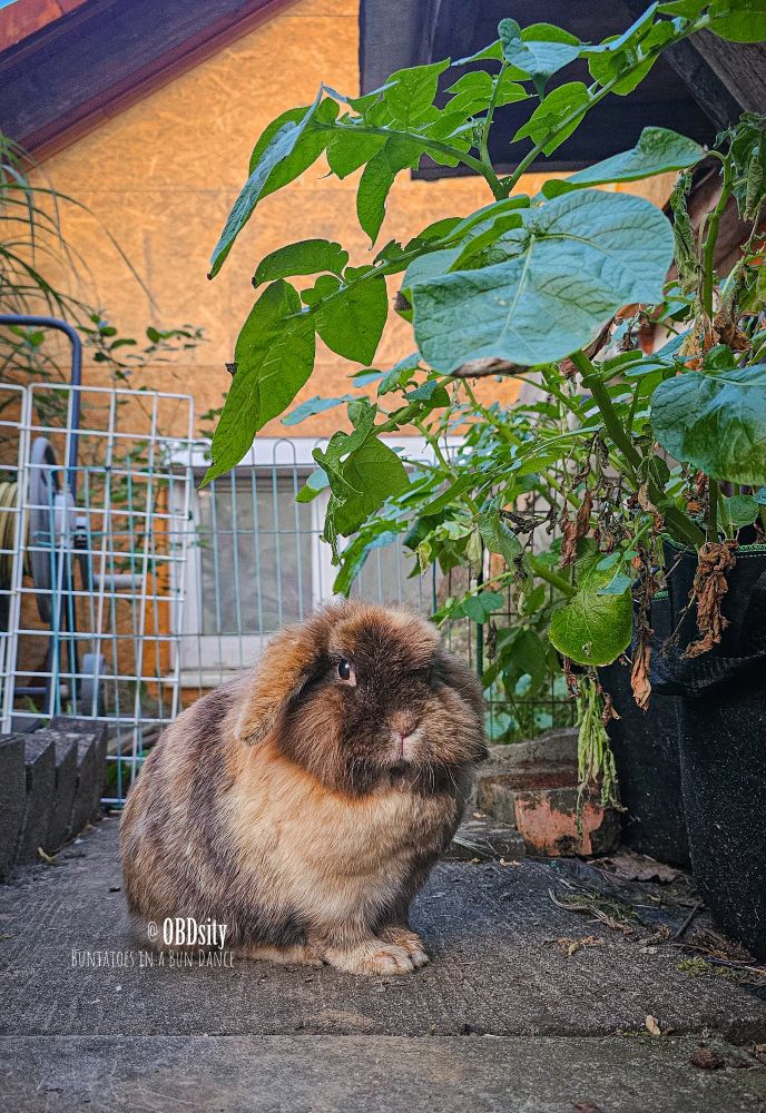 A fluffy brown rabbit with a mix of caramel and chocolate fur sits alert on a concrete patio, gazing slightly upward. Behind the bunny is a lush green plant with broad leaves, likely a potato growing in a felt planter. The background shows a fenced-in garden area and the exterior wall of a house. The image is captioned “@OBDsity – BUNTATOES IN A BUN DANCE.”
