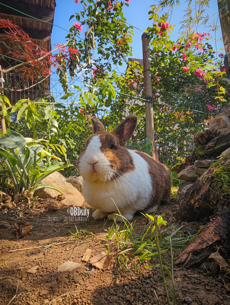 A brown and white bunny sits contentedly on the soil in a vibrant garden. Surrounding the bunny are leafy plants, rocks, and patches of grass. Above, bright pink flowers and green vines climb along a fence and garden structure under a clear blue sky. The bunny faces forward with a relaxed expression. A watermark in the image reads “@OBDsity BUNNIES IN THE GARDENS.”