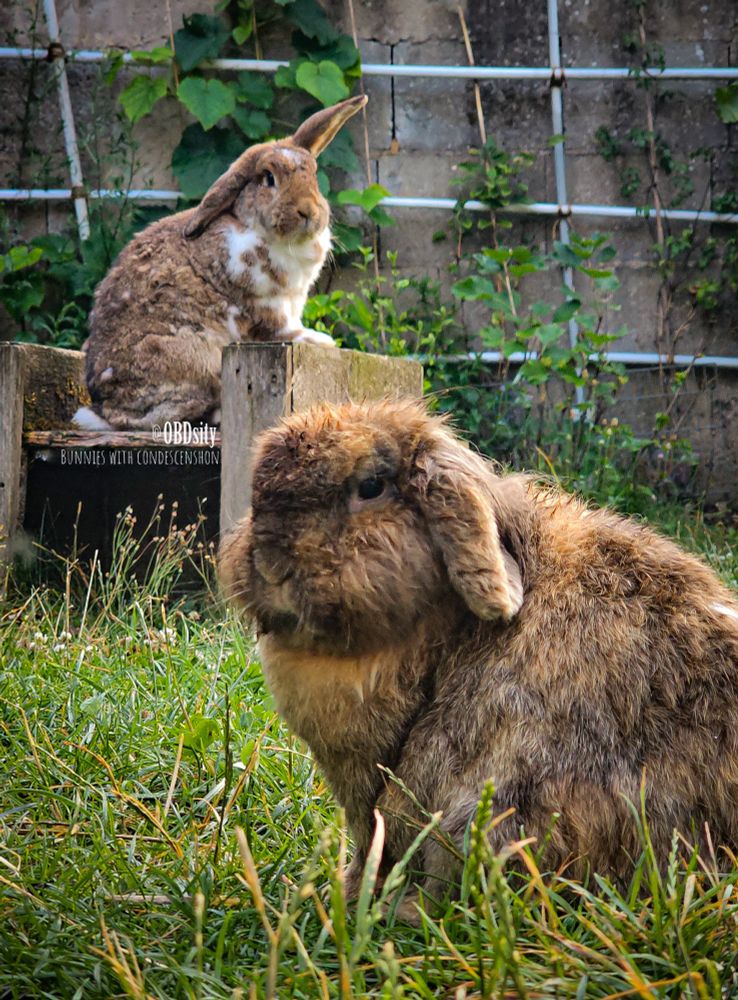 Two rabbits in a garden setting. One is sitting regally on a small wooden platform, upright and alert with one ear up, gazing off with a calm, superior expression. The second rabbit sits on the grass in the foreground, slightly scruffy and looking toward the camera. The setting includes lush green grass, climbing plants, and a weathered brick wall in the background. Text on the image reads "@OBDsity – Bunnies with Condescenshon."