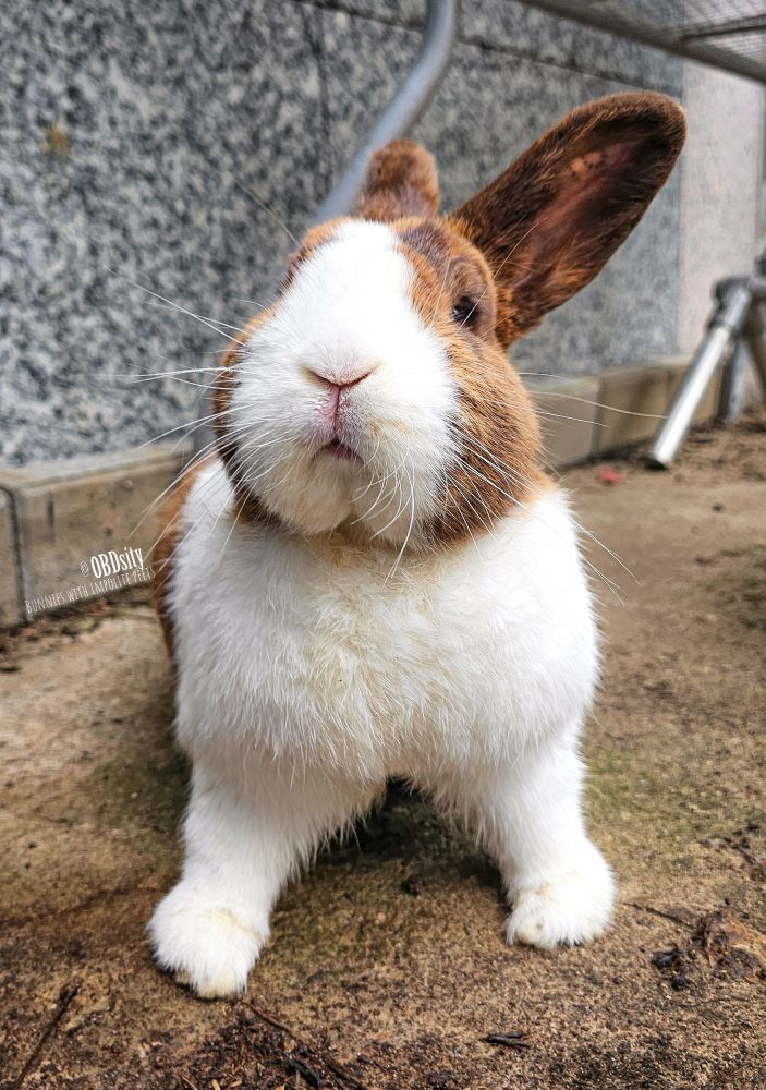 A brown and white bunny is sitting on a concrete pavement with its front paws standing wide appart in an assertive manner. Behind it is a marbled stonewall and a table leg from a garden table. Tagline reads "@OBDsity - Bunnies with impolite peets"