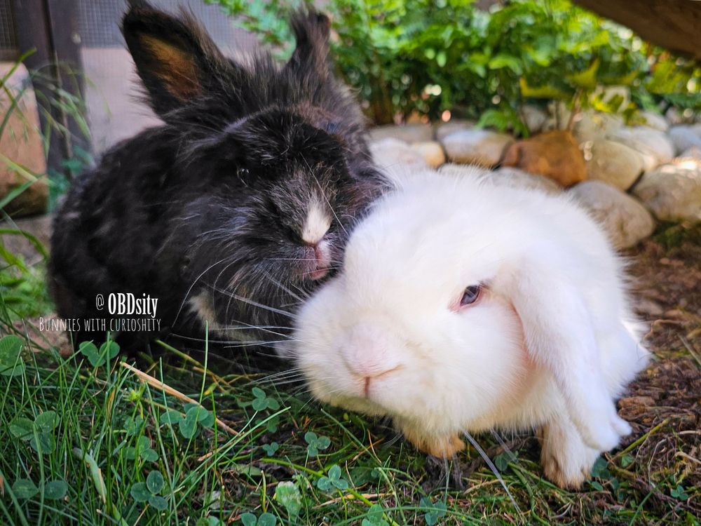 A fluffy black bunny and a soft white lop-eared bunny sit side by side on a patch of clover under the shade of a wooden structure. The black bunny, slightly behind, leans forward with curious eyes, while the white bunny gazes directly ahead with a calm, inquisitive expression. Smooth stones and lush greenery frame the background, giving the scene a peaceful, natural feel. The caption reads: “@OBDsity — BUNNIES WITH CURIOSITY,” perfectly capturing the gentle alertness in their gaze.