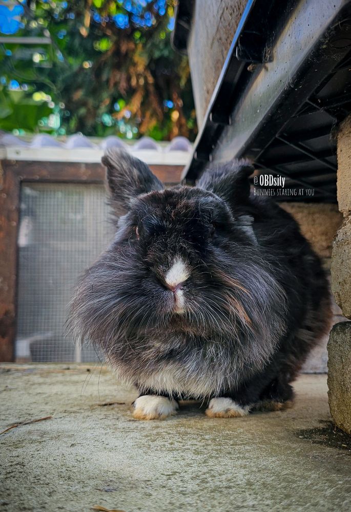 This image shows a fluffy black rabbit with a striking mane-like coat of long fur, giving it a lionhead-like appearance. The bunny has a small white patch on its nose and a bit of white on its paws, which peek out beneath its thick fur. Its ears stand upright, and it’s gazing directly at the camera with a calm but intense look. The rabbit is sitting on a concrete surface near a wooden hutch and under the edge of a structure, with greenery and trees in the blurred background. The text on the image reads: “@OBDsity BUNNIES STARING AT YOU.” The bunny’s dramatic fur and piercing stare give it a bold, almost regal presence.