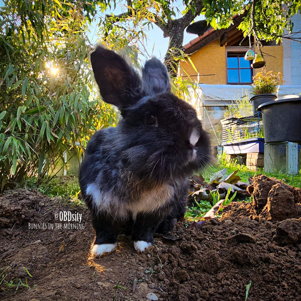 A black bunny on rough soil, behind it are shrugs and a corner of a house with a window