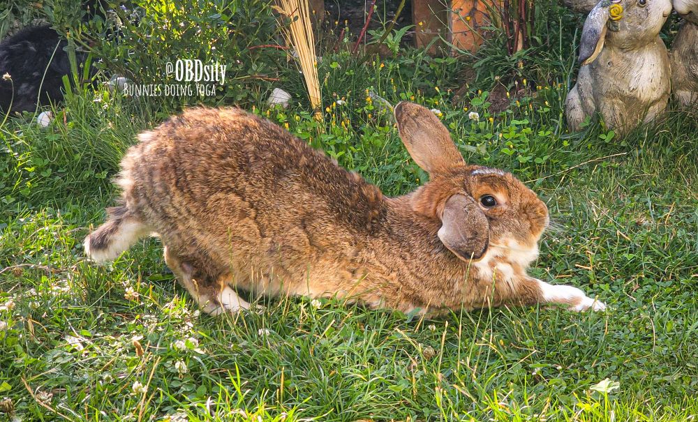 A brown rabbit with a white chest is caught mid-stretch in a grassy garden, looking like it's holding a perfect yoga pose—front legs extended forward, hind legs stretched back, and body low to the ground in a pose reminiscent of the yoga position "downward dog." Its eyes are wide open and its expression serene yet alert. Behind the rabbit, decorative bunny statues and lush greenery complete the peaceful scene. The caption reads: “@OBDsity — BUNNIES DOING YOGA,” adding a humorous, zen-like charm to the moment.