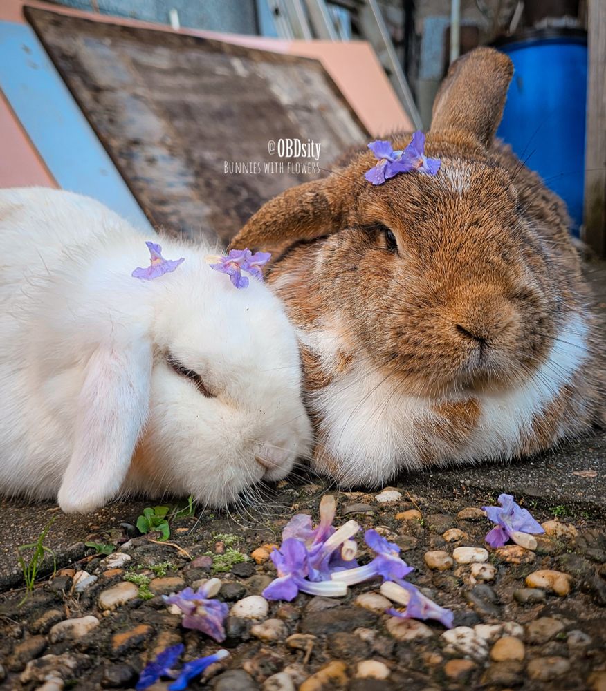 Two lop-eared rabbits, one white and one brown-and-white, lie side by side on a stone path. Delicate purple flowers rest on their heads and around their paws. The white bunny leans in with closed eyes, while the brown bunny looks calmly ahead. The background includes scattered tools and a blue barrel.
Text on image: "@OBDsity – BUNNIES WITH FLOWERS"