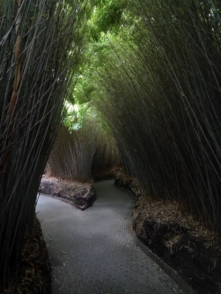 A pathway through a tunnel of tall grasses.