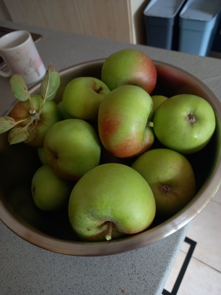 A bowl of apples, freshly plucked from the tree