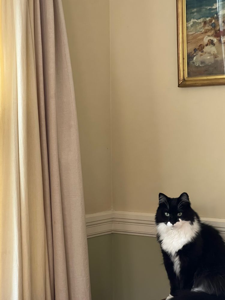 Black and white long haired tuxedo cat with painting above him. 