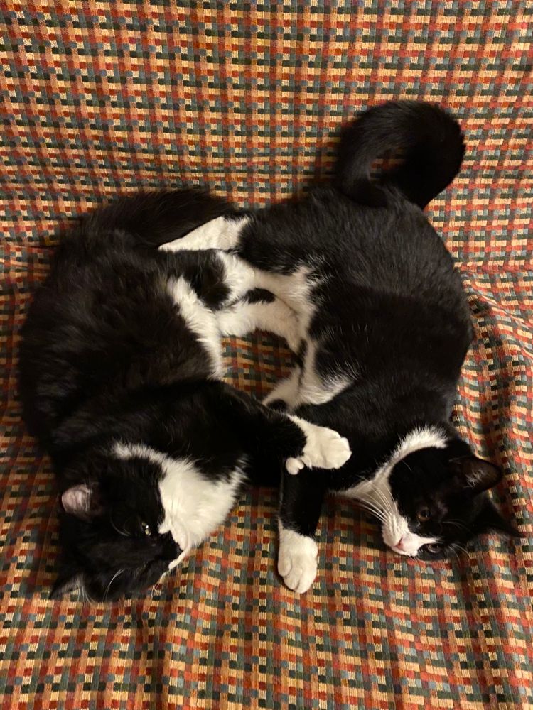 Black and white tuxedo cats cuddling in a heart shape. 