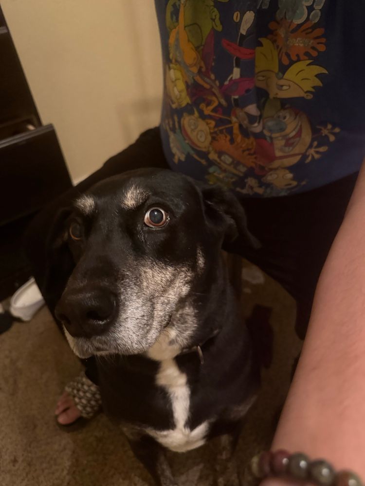Black and white lab mix seated in between his owners legs staring intently.

Nicktoons tshirt with various characters on it.
