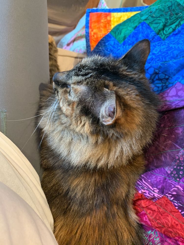 A tortoise colored cat sleeping alongside a right leg on a couch with a colorful blanket to the right 