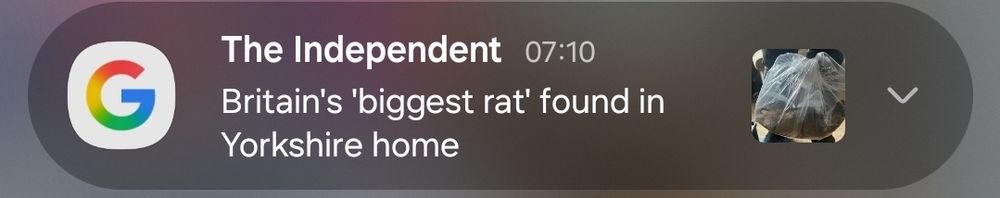 An article from the independent as shown on Google alerts: Britain's 'biggest rat' found in Yorkshire home."