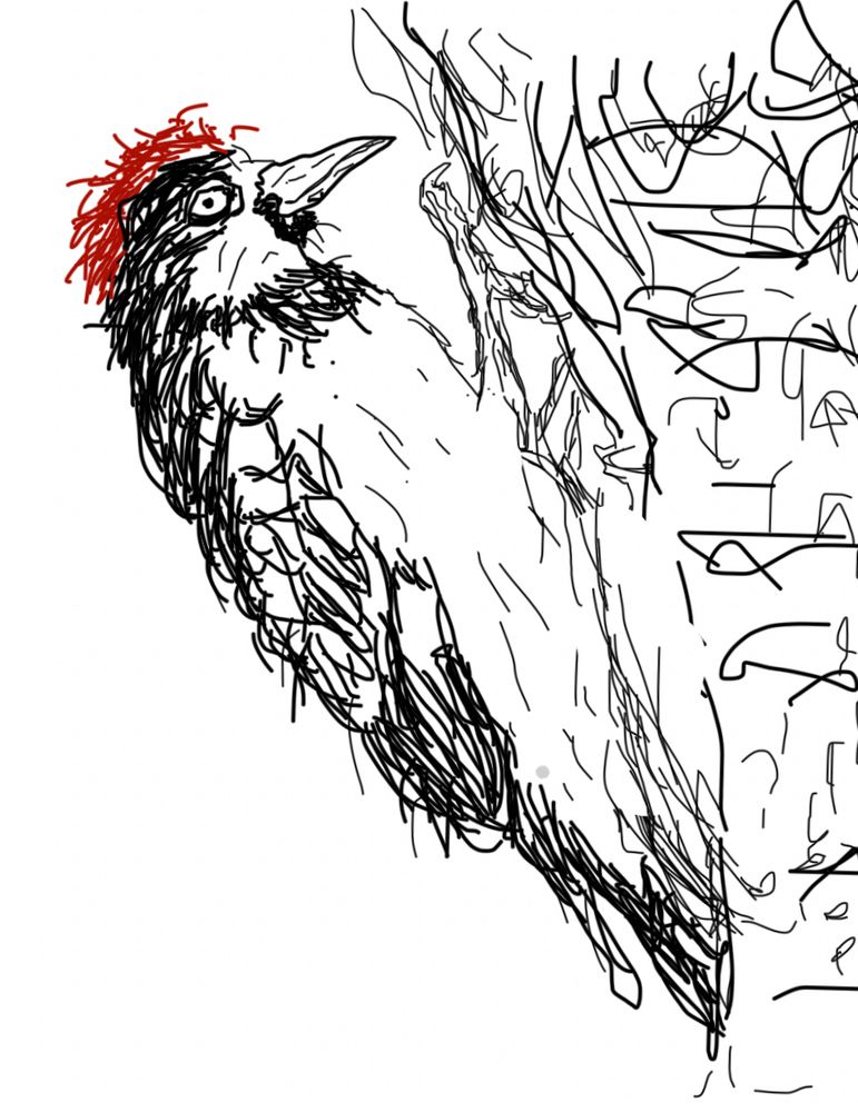 Acorn woodpecker clinging to a tree. Black, white, red. 