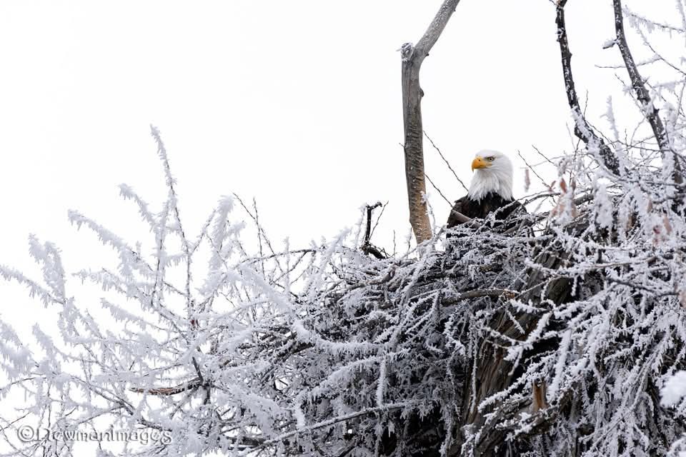 An adult bald eagle looks out from its massive nest that is covered in thick frost.