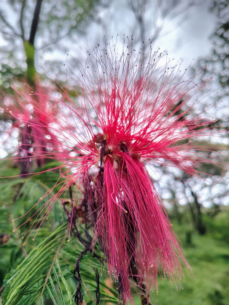 Flores de la planta cabellos de ángel (Calliandra houstoniana). Resaltan sus estambres que miden de 3 a 5 cm de largo, son de color rojo intenso, se agrupan por muchos por lo que dan la apariencia de ser cabello.