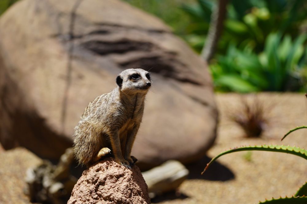 A meerkat posing on rock