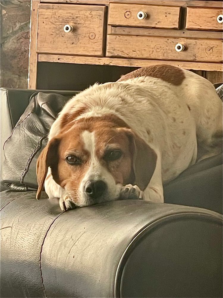 A beagle on the back of a club chair. 