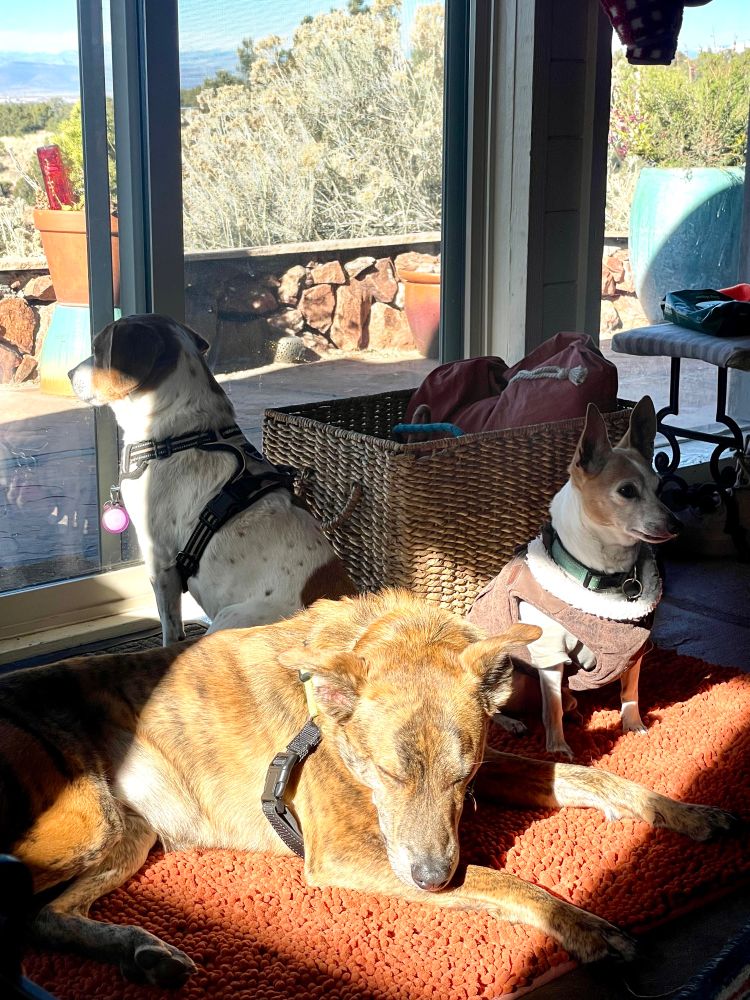 A beagle looks out a window with its back to a chihuahua and a mid-sized mutt sharing a sun spot 