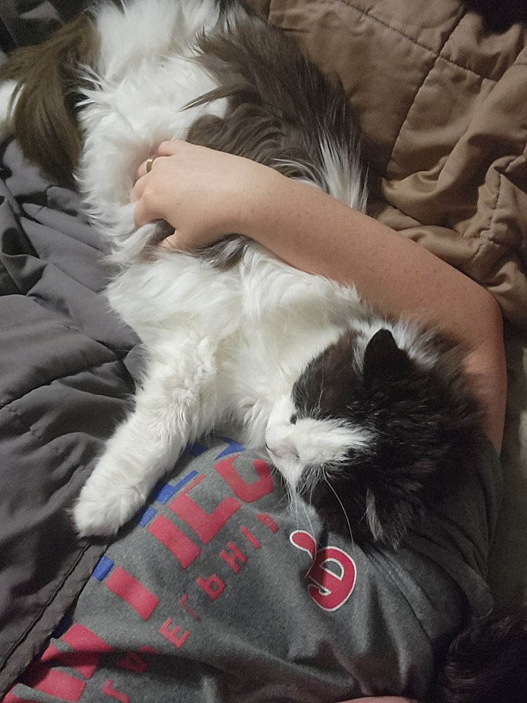 A black and white longhair cat stretched out in bed, reaching out and hugging a woman's torso.