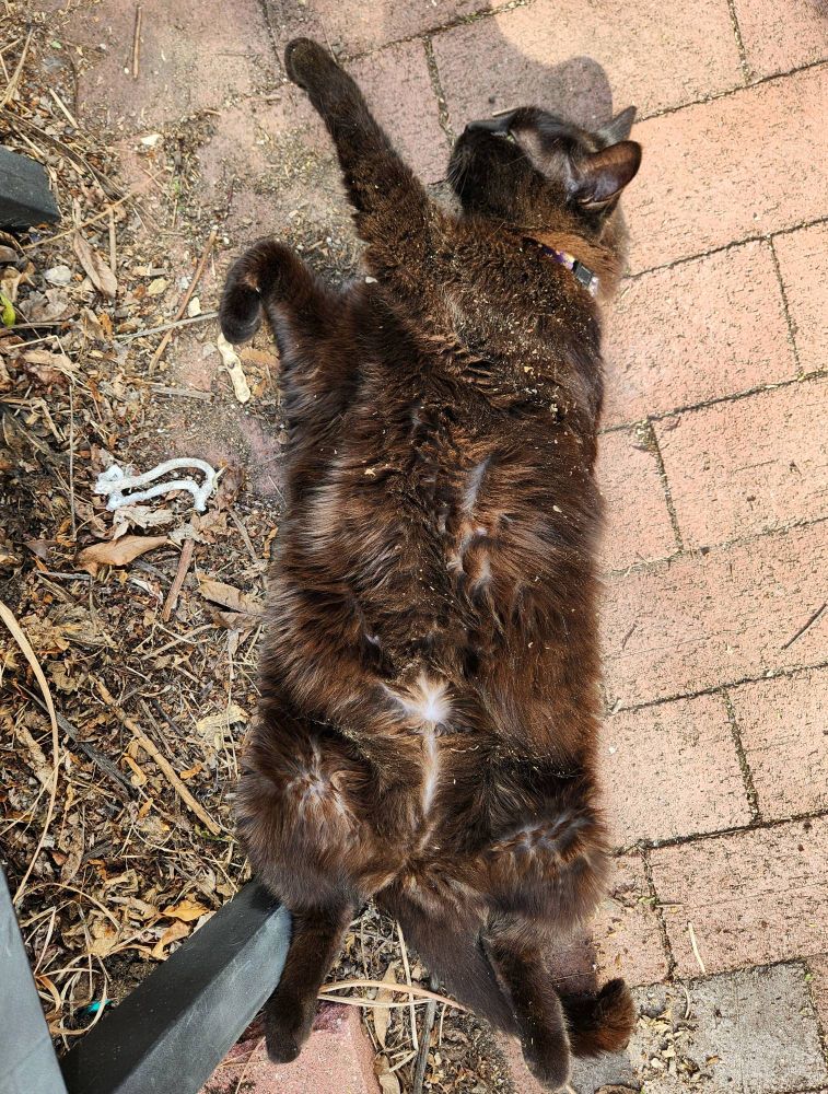 A black cat laying on a brick path.