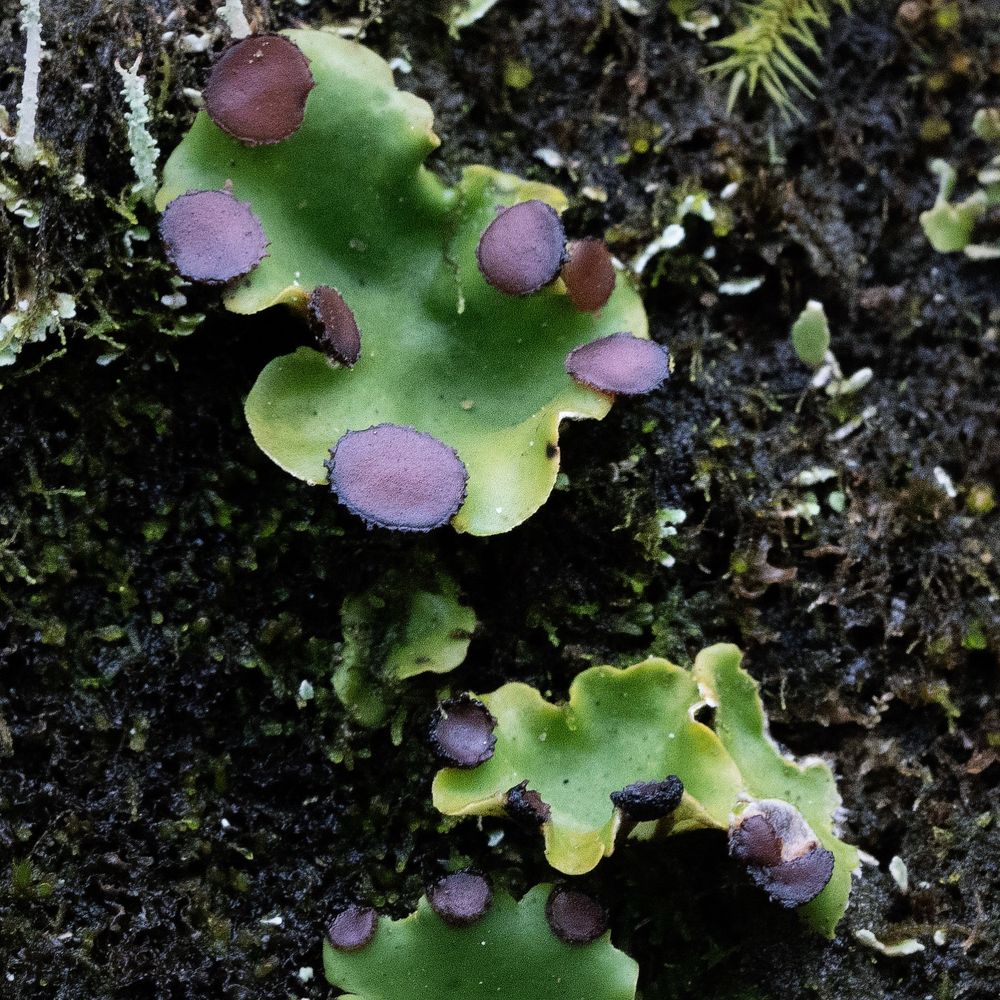 Peltigera venosa, fan lichen