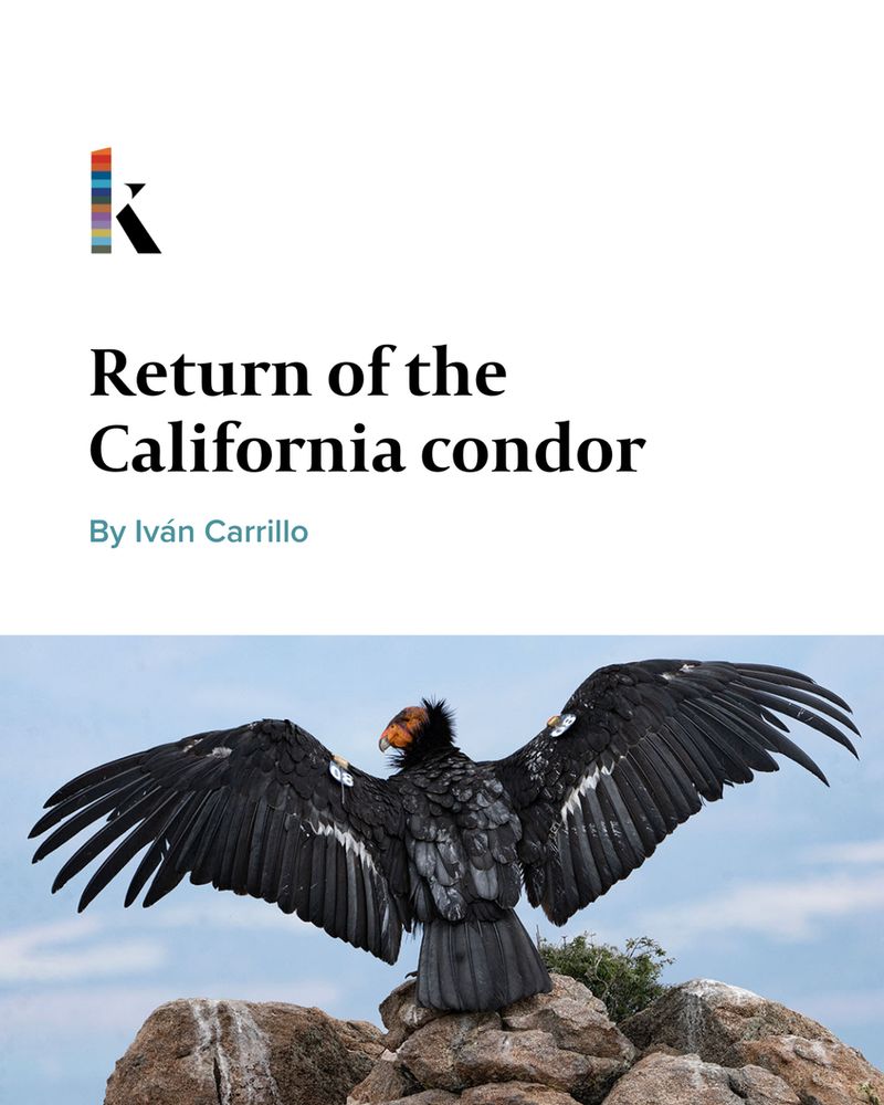 A condor spreads its wings on the summit of a mountain.