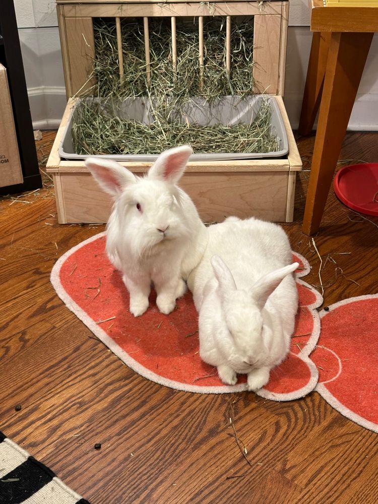 Two white rabbits sitting and laying in front of a hay filled litter box. One rabbit is looking at the camera with both ears up at attention. The other rabbit is laying next to the first, with one ear flat and one ear up at attention. 