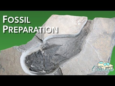 Fossil Preparation at Emanya | Coccosteus cuspidatus (Devonian Armoured Fish)