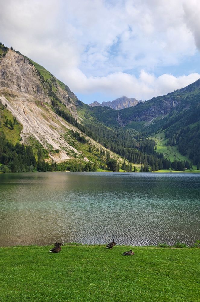 Enten auf grüner Wiese, dahinter ein See vor einem Bergpanorama.