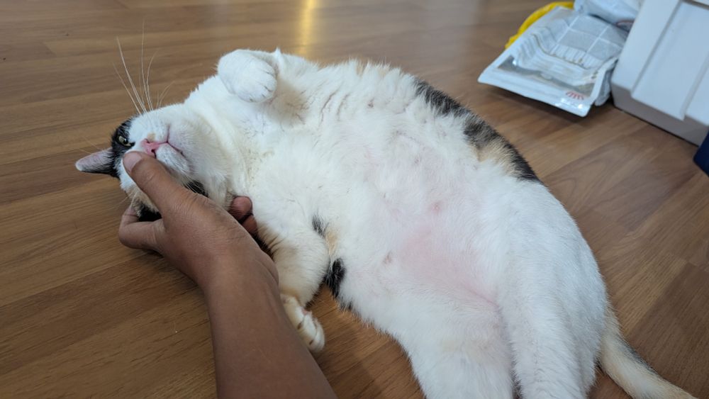 Bailey nuzzling my hand. 