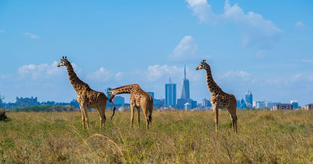 giraffes-nairobi-national-park-kenya-1200x630-zip