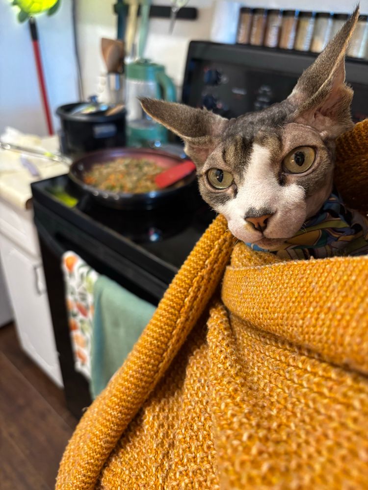 The head of a sphynx cat pokes out from the yellow cardigan he's been wrapped in. Behind him, a pan of fried rice cooks on the stove.