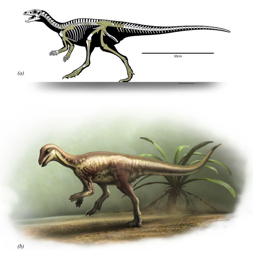 Fig 1 from the paper. Above is an illustration of the skeleton with the legs and arms (and others) in green to show what material is known. Below is an illustration of what it would have looked like. A small browny/green dinosaur balancing on its back legs 