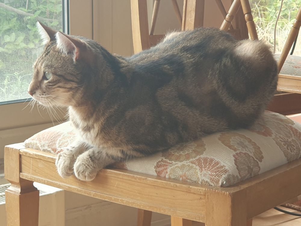 Cléo the cat on a chair with her paws sticking out
