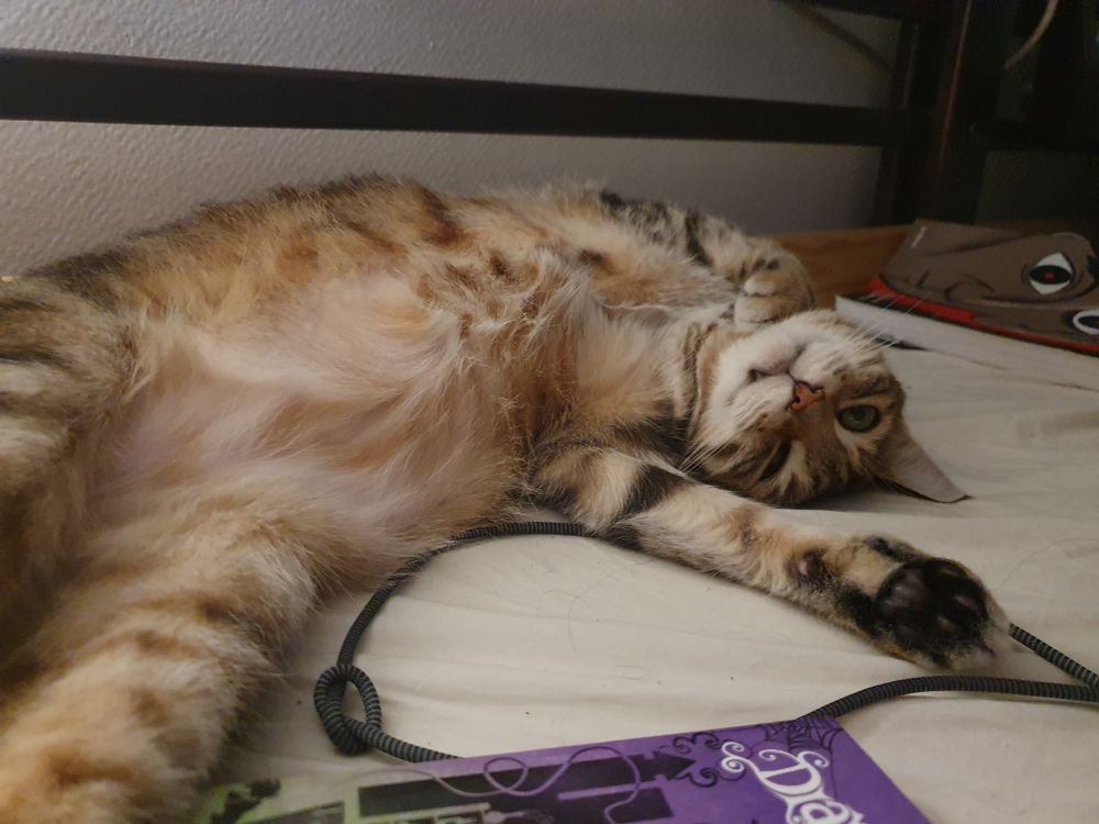 Cléo the cat on her back looking goofy