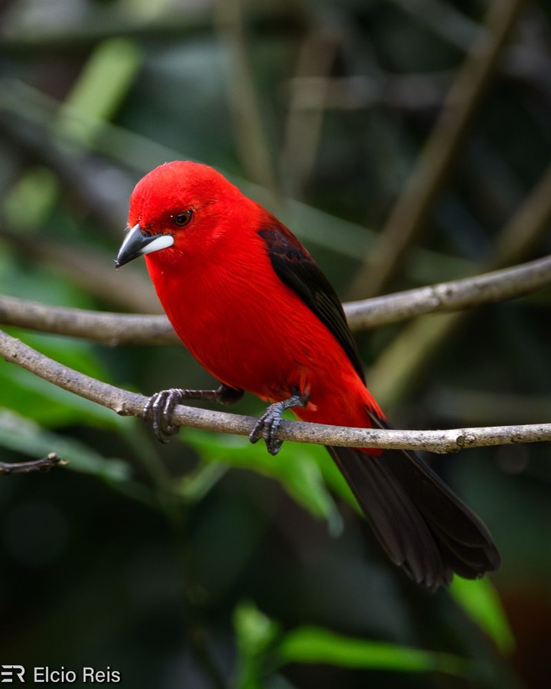 Tiê-sangue
Espécie e ave símbolo da Mata Atlântica e uma das mais espetaculares do mundo, o tiê-sangue (Ramphocelus bresilia), também conhecido como tingê, sangue-de-boi, tiê-fogo, chau-baeta, japiranga e tapiranga, é uma ave sul-americana passeriforme da família Thraupidae, reconhecida pela beleza de sua plumagem vermelha.

Nome Científico
Seu nome científico significa: do grego rhamphos = bico; e koilos, këlis, kelas = côncavo, marcado; e do latim bresilia = referente ao Brasil, brasileiro. ⇒ (Pássaro) brasileiro com bico côncavo.

Características
Mede entre 18 e 19 centímetros de comprimento e pesa entre 27,9 e 35,5 gramas. (Hilty, 2016).
A plumagem do macho é de um vermelho vivo, que deu origem ao nome. Parte das asas e da cauda são pretas. A espécie apresenta dimorfismo sexual, sendo a plumagem da fêmea menos vistosa, de cor parda nas partes superiores e marrom-avermelhada nas inferiores.
O macho imaturo é semelhante à fêmea na plumagem, mas o bico é totalmente negro e não pardo. Uma característica importante do gênero Ramphocelus, e que ocorre exclusivamente no sexo masculino, é a calosidade branca reluzente na base da mandíbula.
Essa espécie não é considerada entre as que possuem canto mais bonito. A vocalização de chamada (ou advertência) é muito dura. O canto é um gorjear melodioso e trissilábico, que costuma ser repetido sem pressa. Às vezes, alguns indivíduos vocalizam juntos.

Fonte: https://www.wikiaves.com.br/wiki/tie-sangue