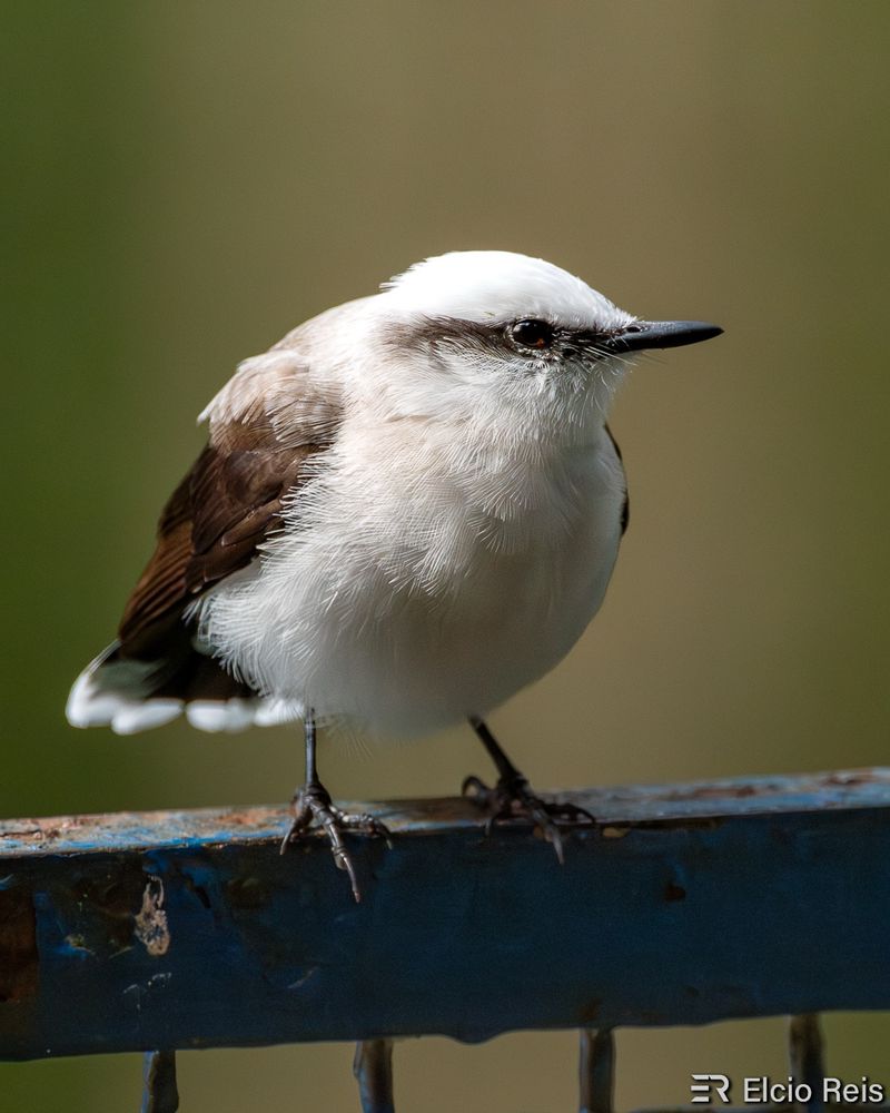 Lavadeira-mascarada
A lavadeira-mascarada (Fluvicola nengeta), também conhecida como lavadeira, noivinha, viuvinha (Zona da Mata mineira), maria-branca, maria-lencinho, bertolinha, pombinho-das-almas e senhorinha, é uma ave passeriforme sul-americana pertencente à família dos tiranídeos. Em alguns lugares no Nordeste também é conhecida pelo nome de lavadeira-de-deus e andorinha (Ceará).

Nome Científico
Seu nome científico significa: do (latim) fluvius, fluvii = rio; e do (tupi) nheengetá = pássaro sussurrando. ⇒ Pássaro ribeirinho que sussurra.

Características
Mede entre 14,5 e 16 centímetros de comprimento e pesa de 14 a 20 gramas.
Sua coloração é principalmente branca contrastando com uma estreita faixa transocular preta que termina em uma leve curvatura para baixo logo após a região auricular. A testa, coroa e nuca são brancas. O manto apresenta coloração clara levemente castanho-acinzentado. As asas apresentam coloração escura com tons castanho-acinzentados mais escuros que o manto. O uropígio e as penas supracaudais são brancas. A cauda é preta e apresenta a porção distal com manchas brancas. A garganta, peito, ventre, crisso e infracaudais são brancos.
O bico é curto, fino e preto. Tarsos e pés são pretos. A íris também é preta.
Os jovens da espécie são similares aos adultos e apresentam uma leve comissura labial de coloração amarelo pálido.

Fonte: https://www.wikiaves.com.br/wiki/lavadeira-mascarada