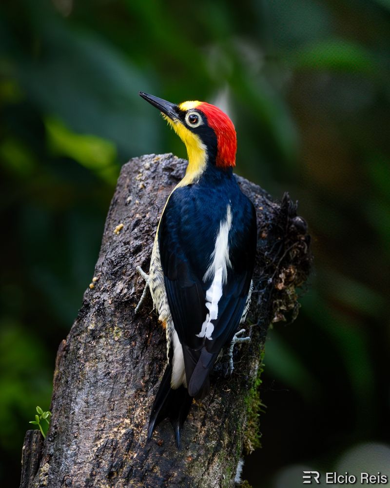 Benedito-de-testa-amarela
O benedito-de-testa-amarela é uma ave piciforme da família Picidae.

Também conhecido como benedito, bereré (Rio Grande do Sul), goleleim (Vale do Ribeira/São Paulo), pica-pau-de-fronte-amarela, pica-pau-do-mato-virgem e rididico.

Nome Científico
Seu nome científico significa: do grego melas = preto; e herpës = pica-pau; e do latim flavus = amarelo; e frons = fronte, testa. ⇒ Pica-pau preto com a testa amarela.

Características
Tem cerca de 19,5 centímetros. Espécie multicolorida. Fronte e garganta amarelo-vivo, vértice posterior e nuca vermelhos no macho e pretos na fêmea; pescoço posterior, dorso superior e asas negros; dorso inferior e uropígio brancos; peito superior pardacento; peito inferior e ventre vermelhos; flancos barrados de preto e branco. É barulhento. Entre os vários sons que produz, tem um grito forte, ríspido e rápido, beneditô, que originou o nome popular.

Fonte: https://www.wikiaves.com.br/wiki/benedito-de-testa-amarela