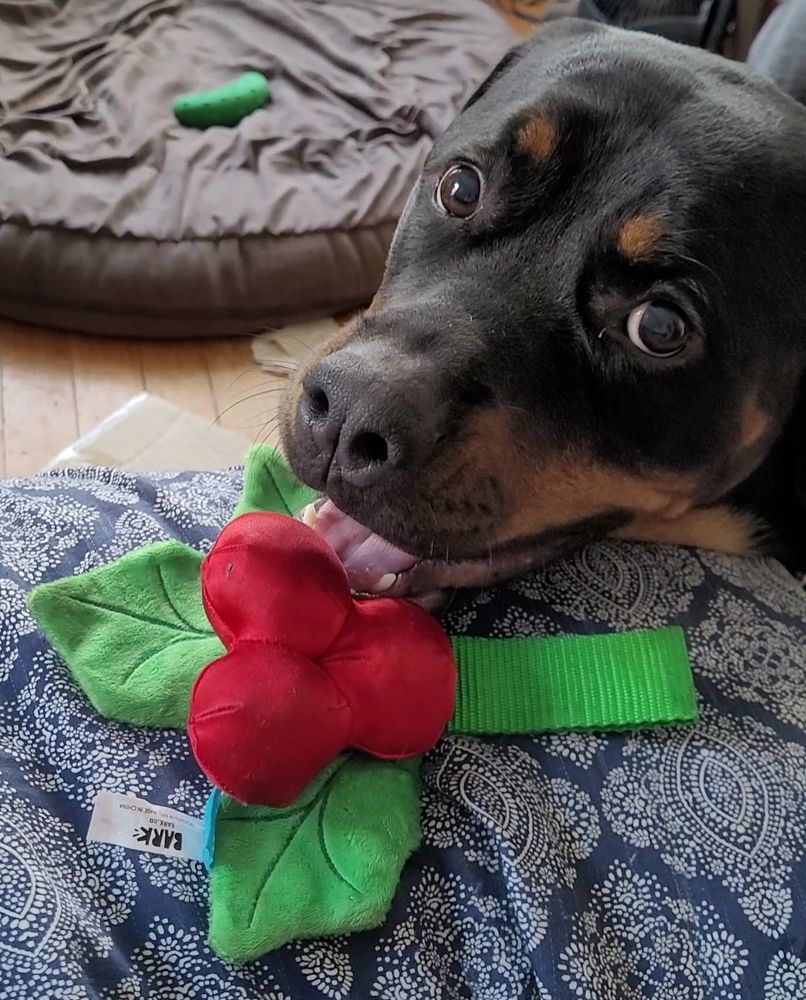 Absurdly happy looking dog with a holly shaped dog toy