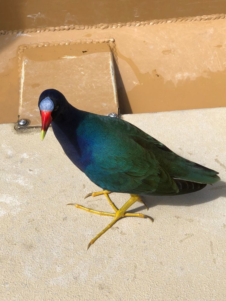 A purple gallinule with its beautiful coloured feathers in shades of blue and green, its bright yellow legs and its grey, red and yellow beak stopped in for a visit in our boat in the Everglades. 