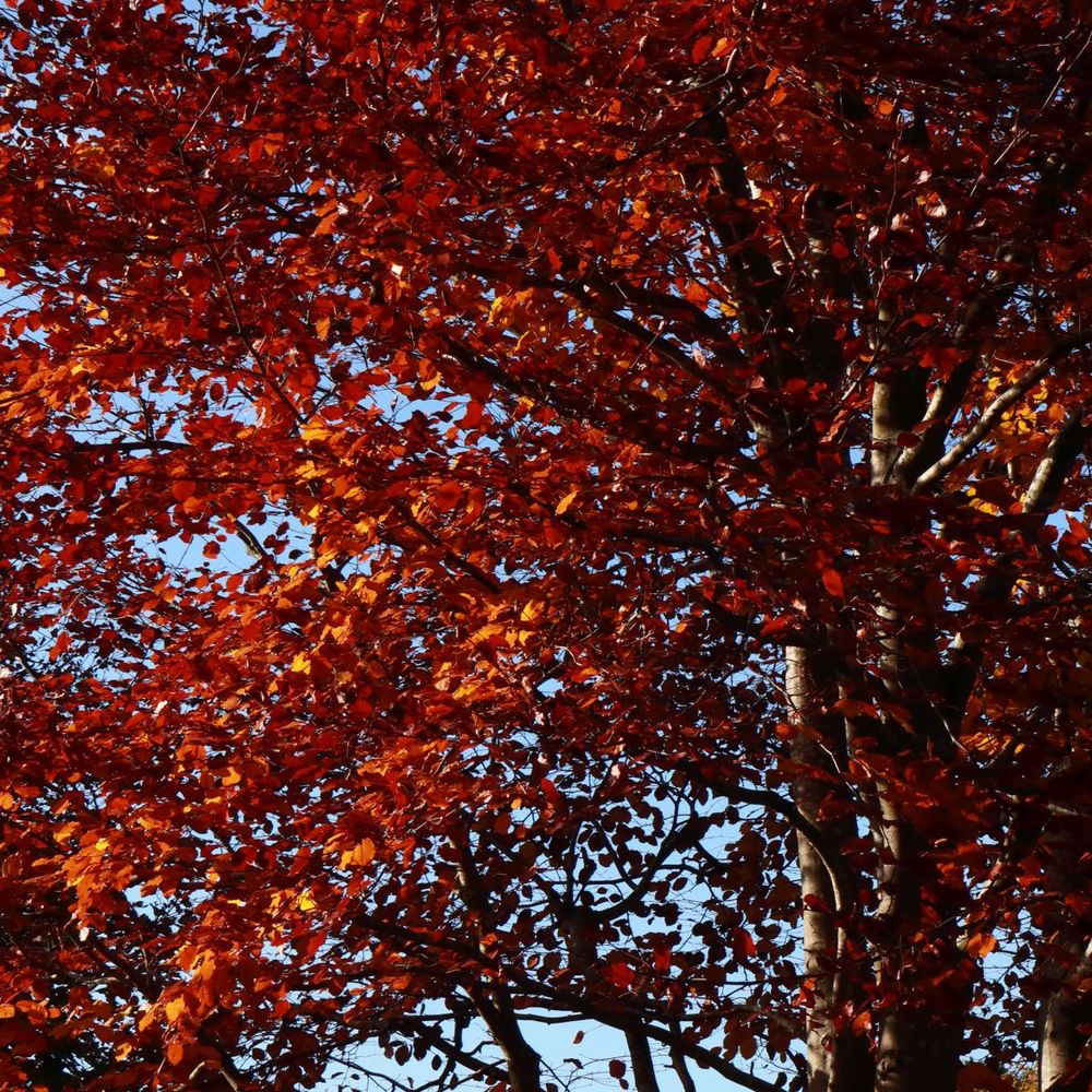 Deep orangey-bronze leaves on a beech tree caught in the sun