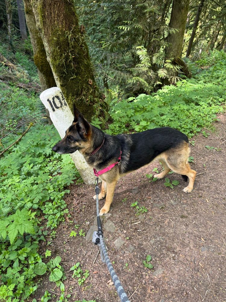 A German Shepherd Dog stands facing the left side of the frame, looking out into a forest, next to a trail marker that reads 10 1/4 miles. There are green ground cover plants and a tree trunk behind her. 