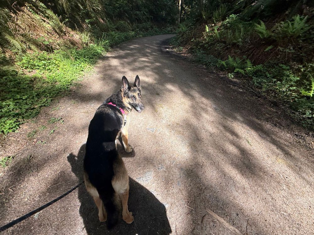 A German Shepherd Dog stands in the middle of a dirt trail, with her body facing forward and her head turned back toward the camera. There are strong patterns of light and shadow. 