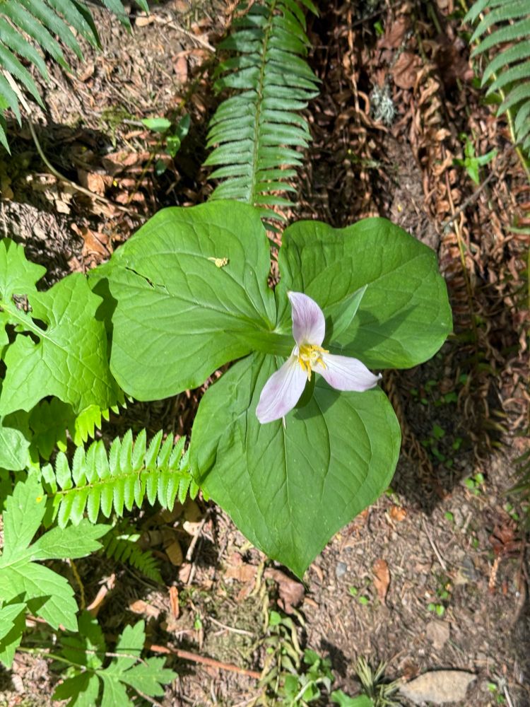 A trillium flower has three green leaves surrounding a three-petal flower that is a faint shade of pink 