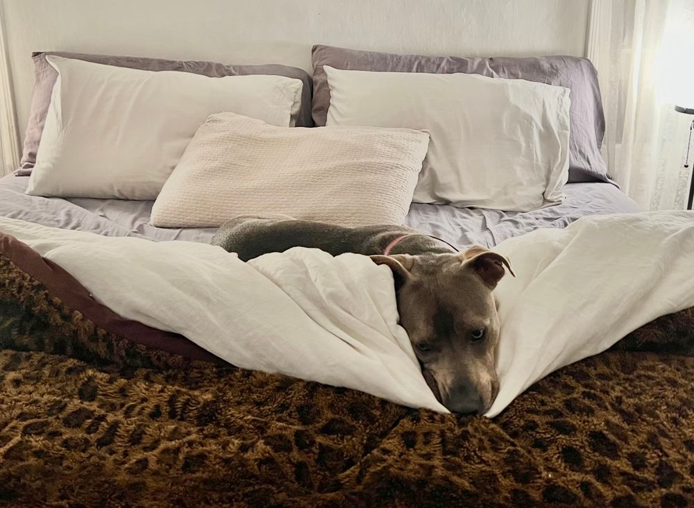 Brown pit bull mix tucking himself in