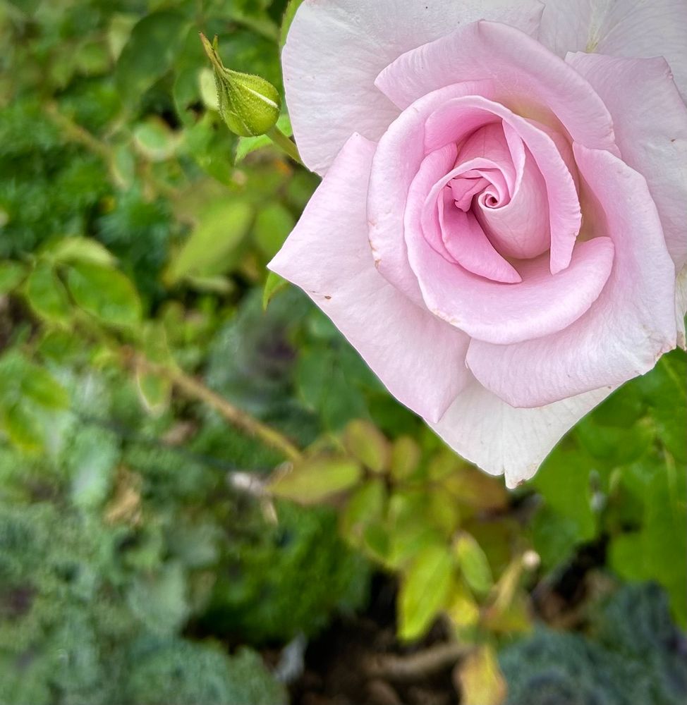 a mauve  rose in the upper right corner, with a greenery background.