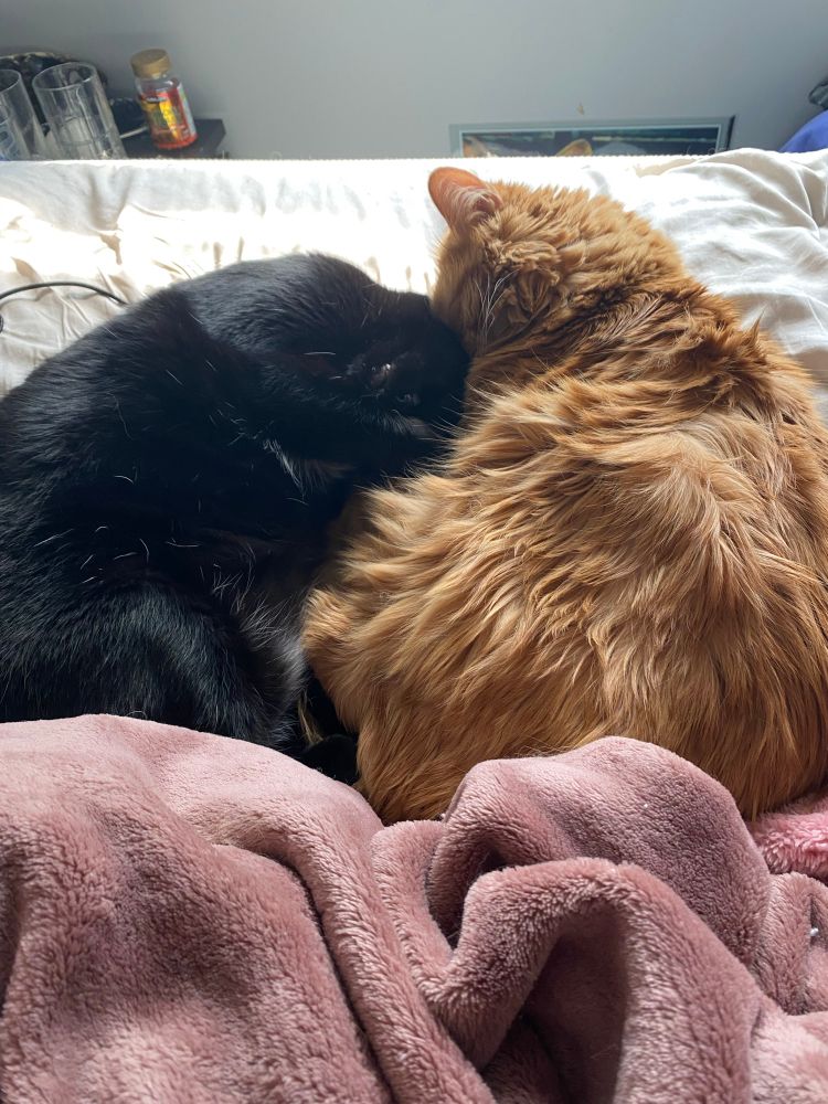 Perrin and chopper deep in cuddling